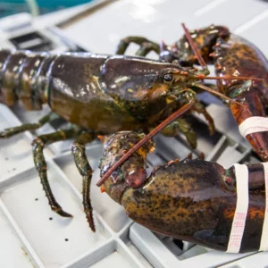 2 lb Live Maine Lobster