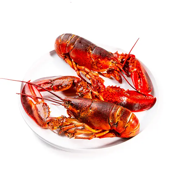 1.25 lb Live Maine Lobster