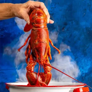 1.5 lb Live Maine Lobster