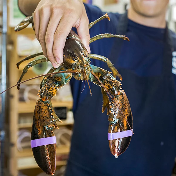 1.25 lb Live Maine Lobster
