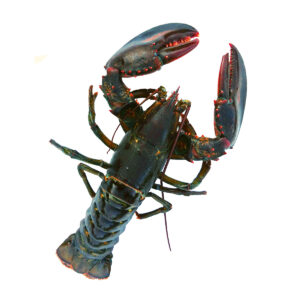 1.5 lb Live Maine Lobster