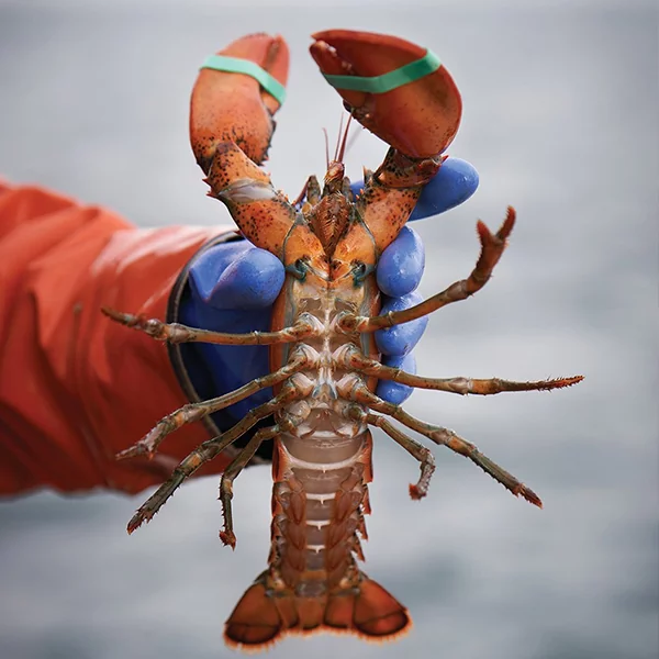 1.5 lb Live Maine Lobster
