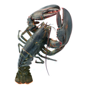 2 lb Live Maine Lobster