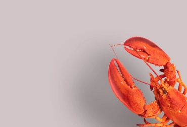 A fresh lobster from Maine