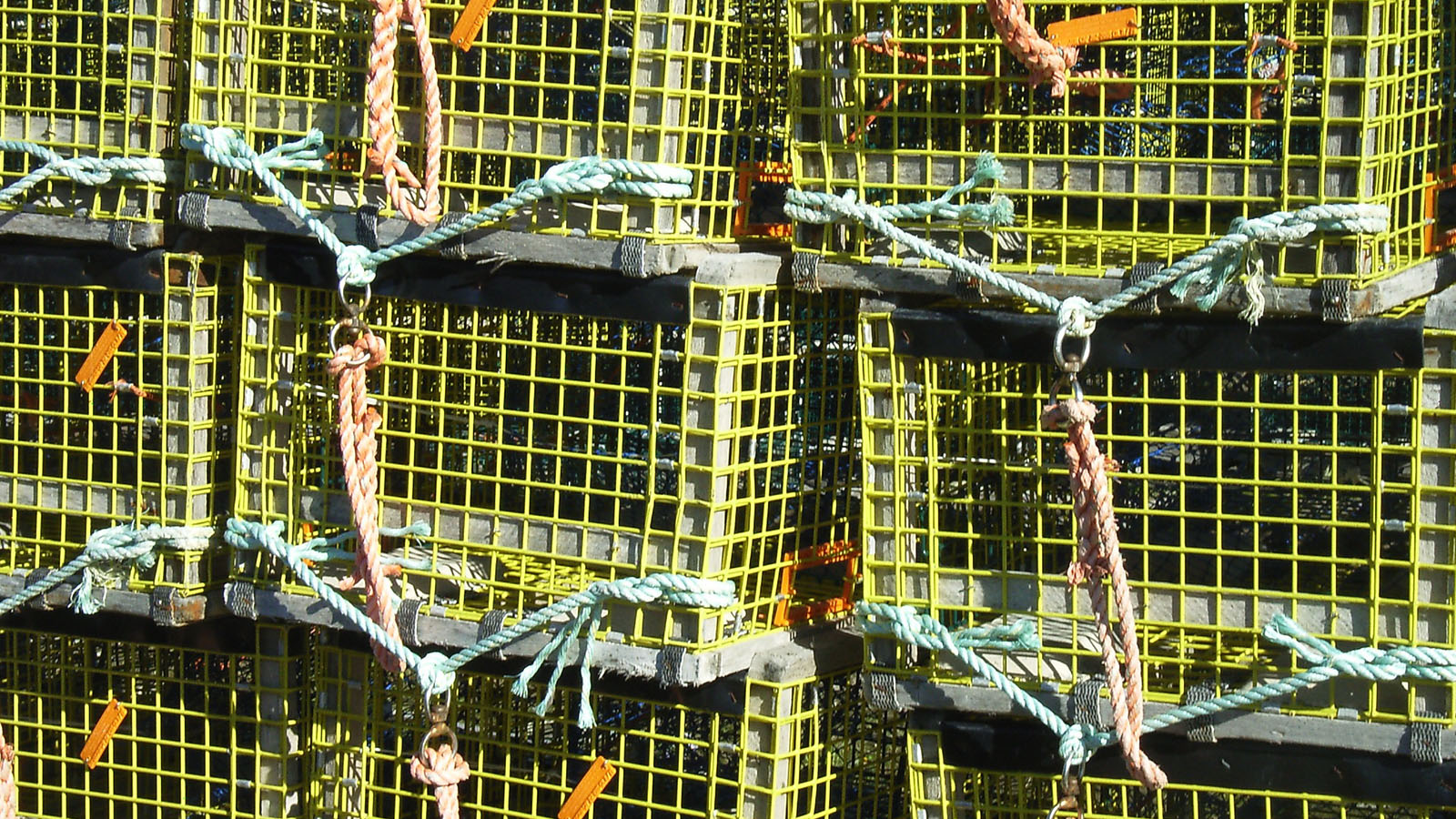 Some Interesting Creatures that get Stuck in Lobster Traps