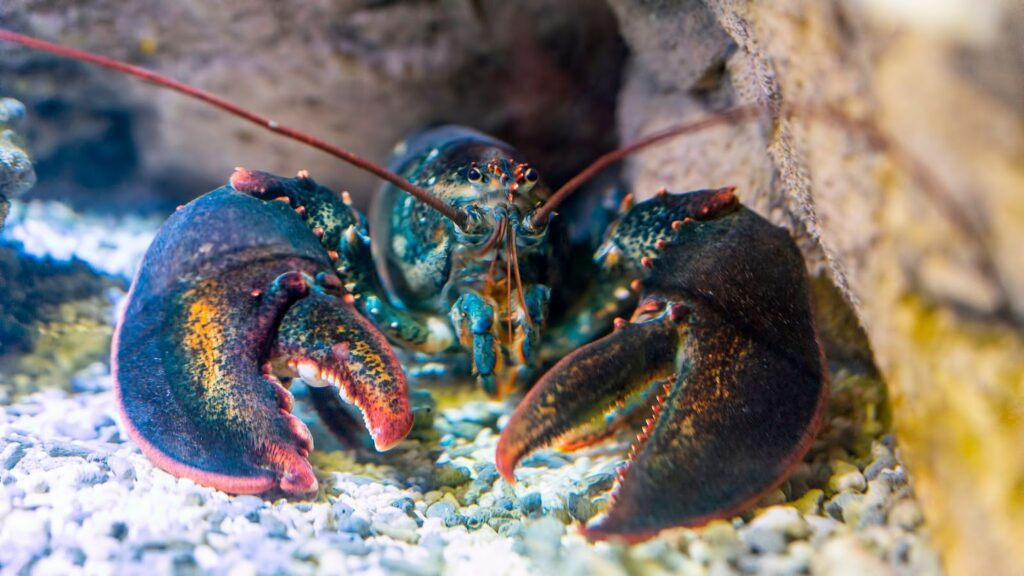 What Is the Ideal Environment for Lobsters to Live?