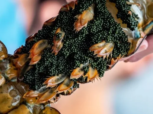 Close-up of a female Maine lobster carrying thousands of dark green eggs beneath her tail, highlighting lobster reproduction and egg-bearing stage.