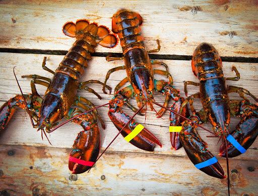 The Importance of Cooking Lobster While it’s Fresh
