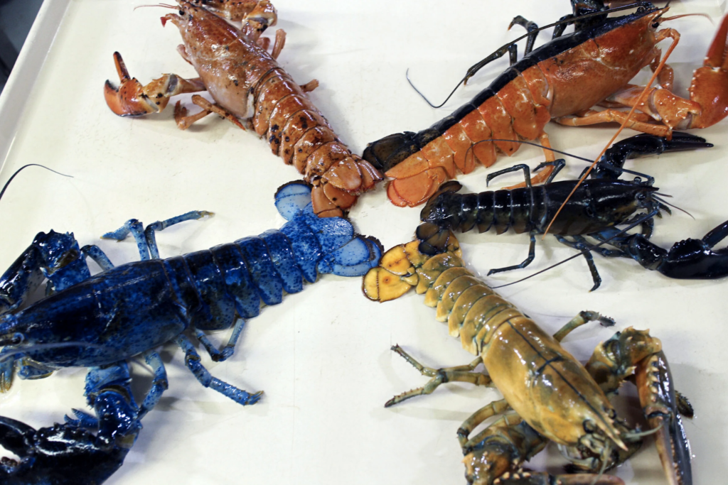 All Lobsters Look the Same, So Why is This One Blue?