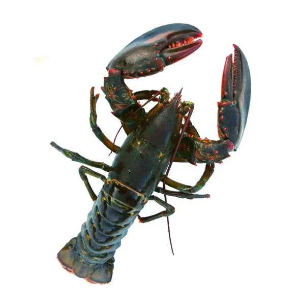 Buy 1.5 lb Fresh Maine Lobster