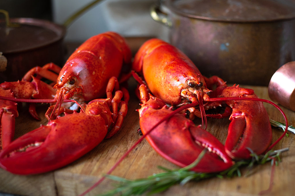 Buy Maine Lobster Online