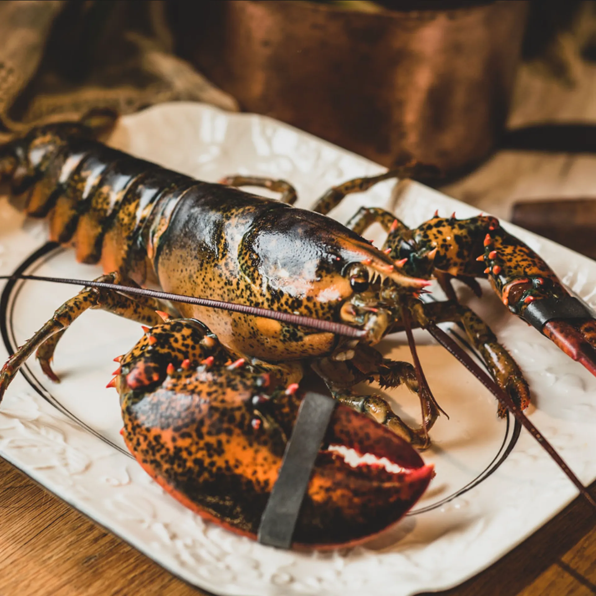 Buy Maine Lobster Online