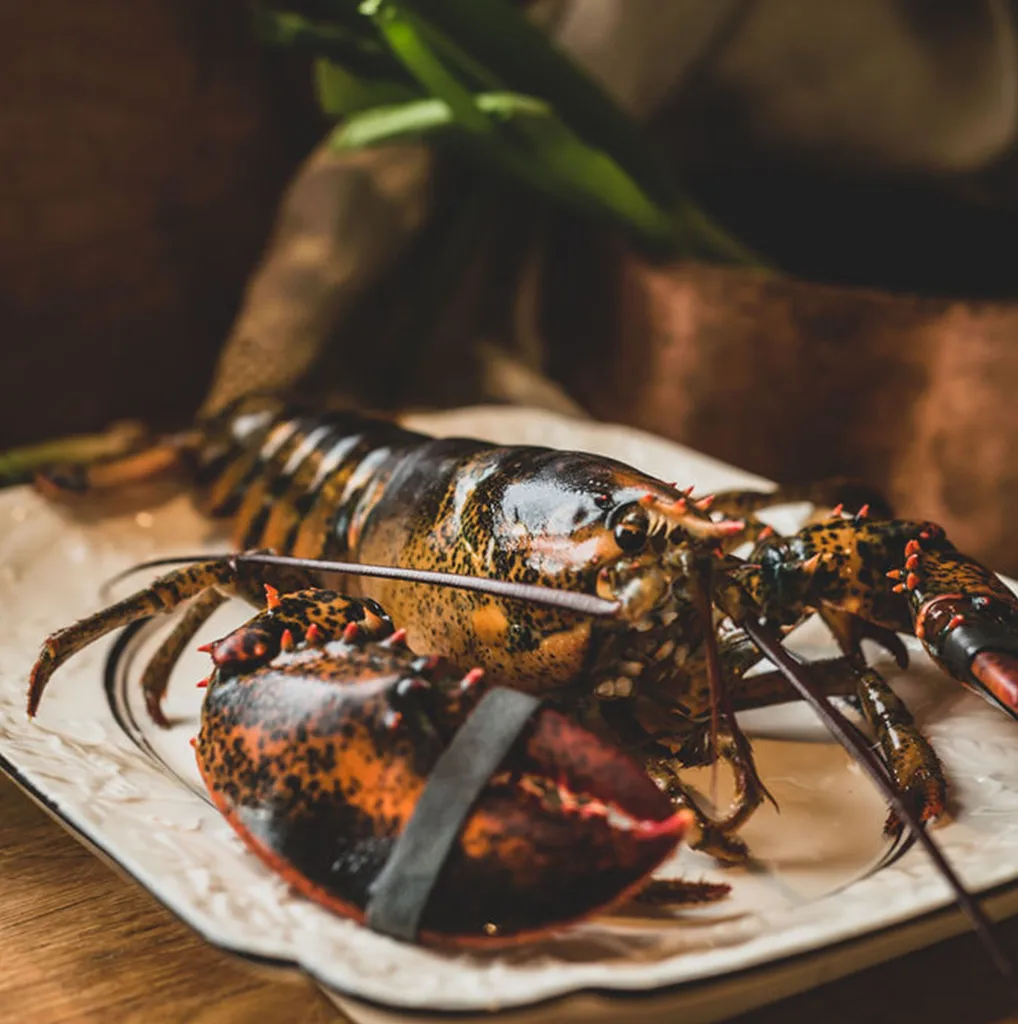Maine Lobster on a Plate