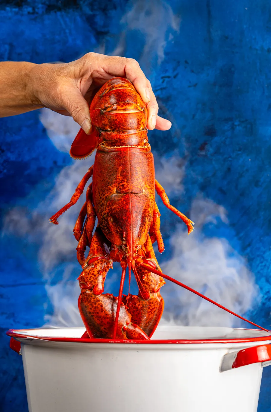 Steamed Whole Maine Lobster – Fresh from the Pot Cooked whole lobster being lifted from steaming pot – classic Maine lobster gift experience