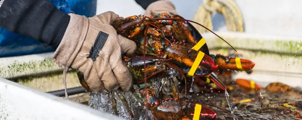 Top Reasons to Buy Live Maine Lobster