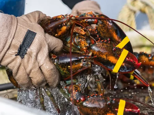 Top Reasons to Buy Live Maine Lobster