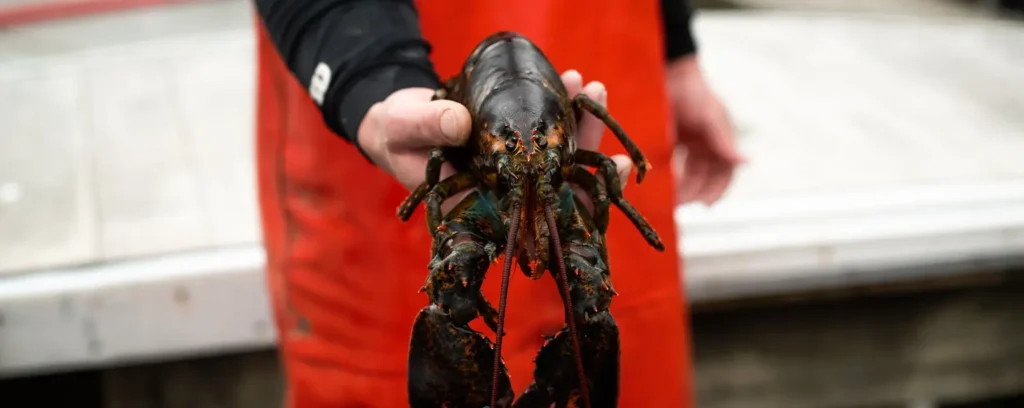 Why Live Maine Lobsters Are Worth the Price – A Look Behind the Scenes