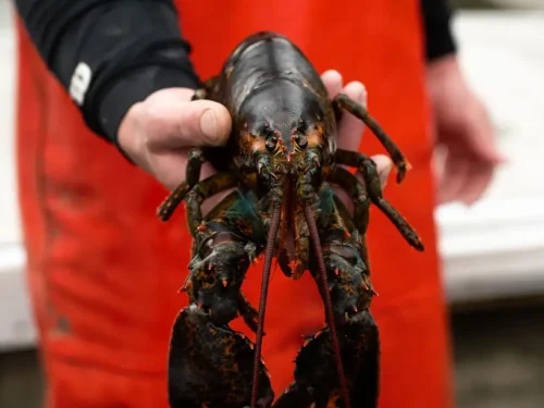 Why Live Maine Lobsters Are Worth the Price