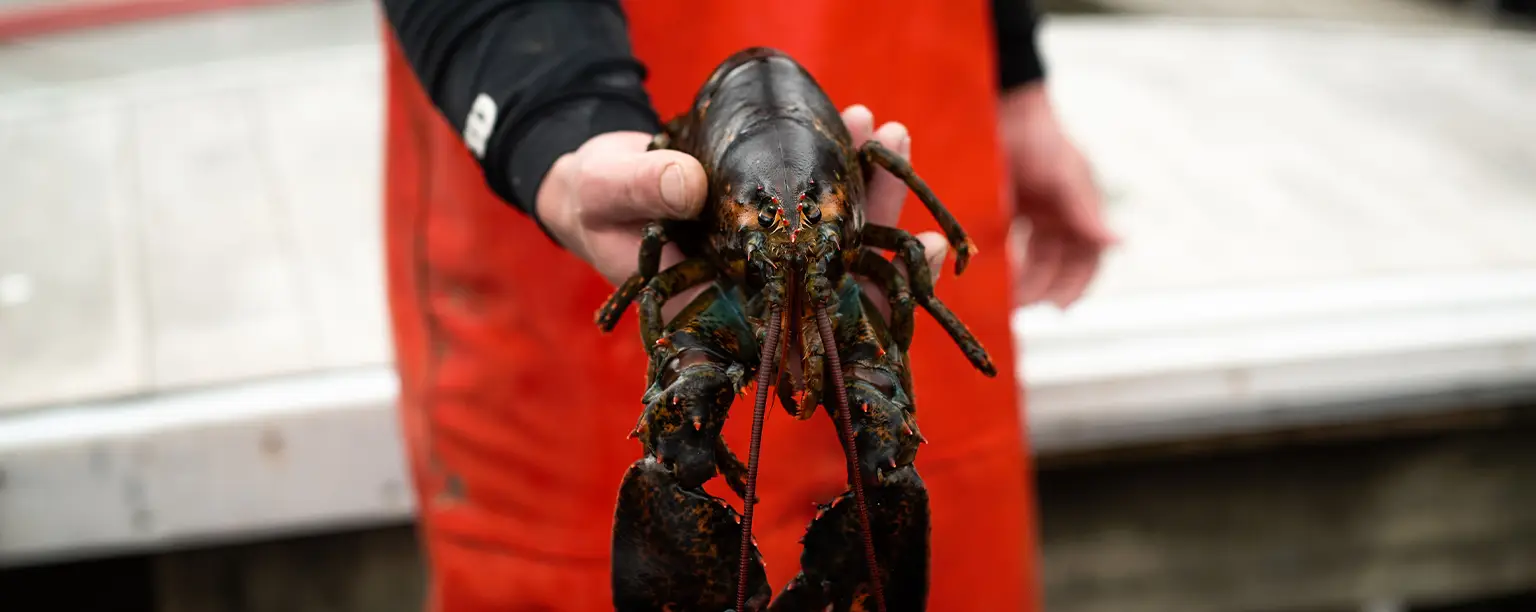 Why Live Maine Lobsters Are Worth the Price